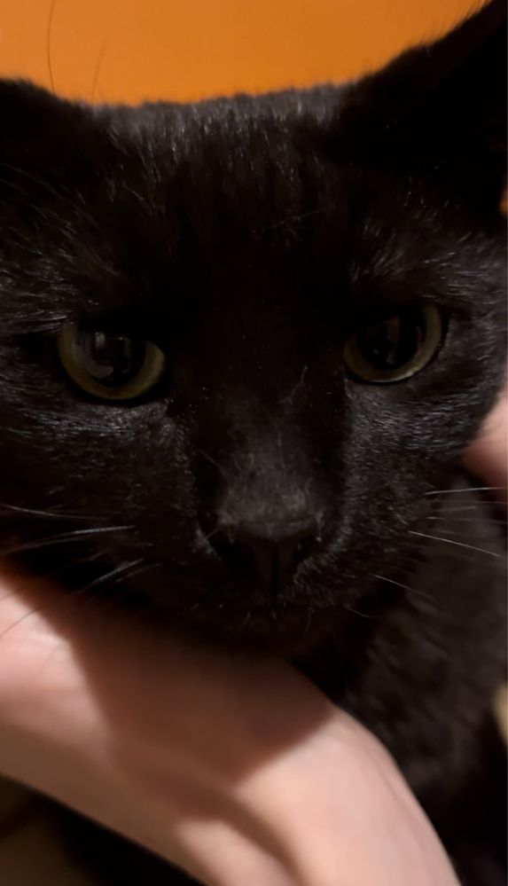 Śliczny kotek Rysio - miziasty cały czarny szuka domu