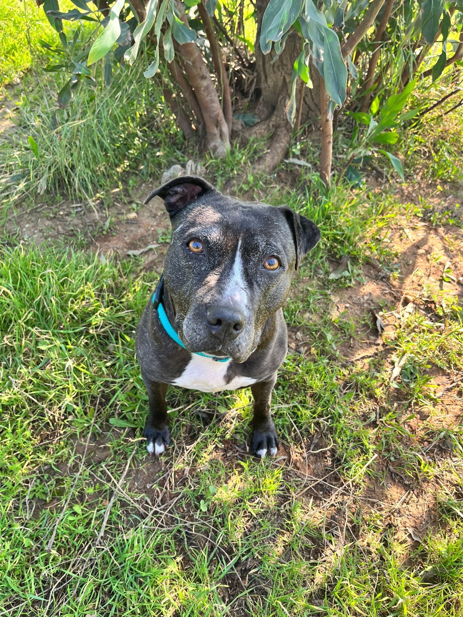 Daniela, amstaff, pitbull, amstafka, pitbulterier, 6 lat w schronisku