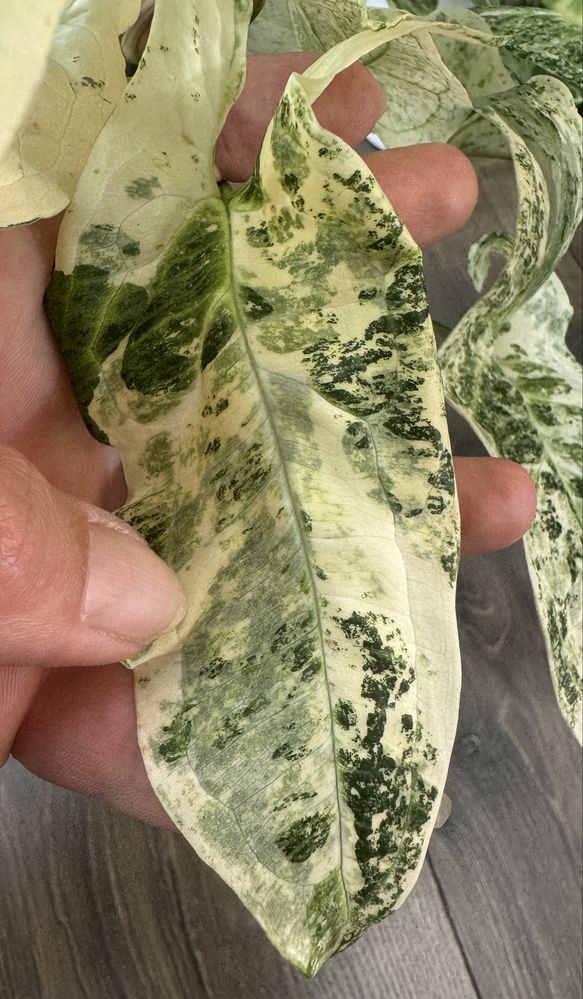 Syngonium Batik Variegata - pędówka