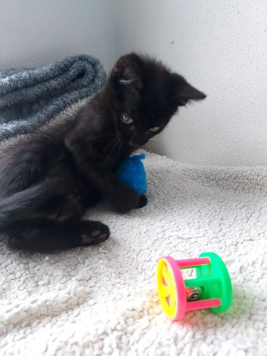 Gatinho bebé para adoção