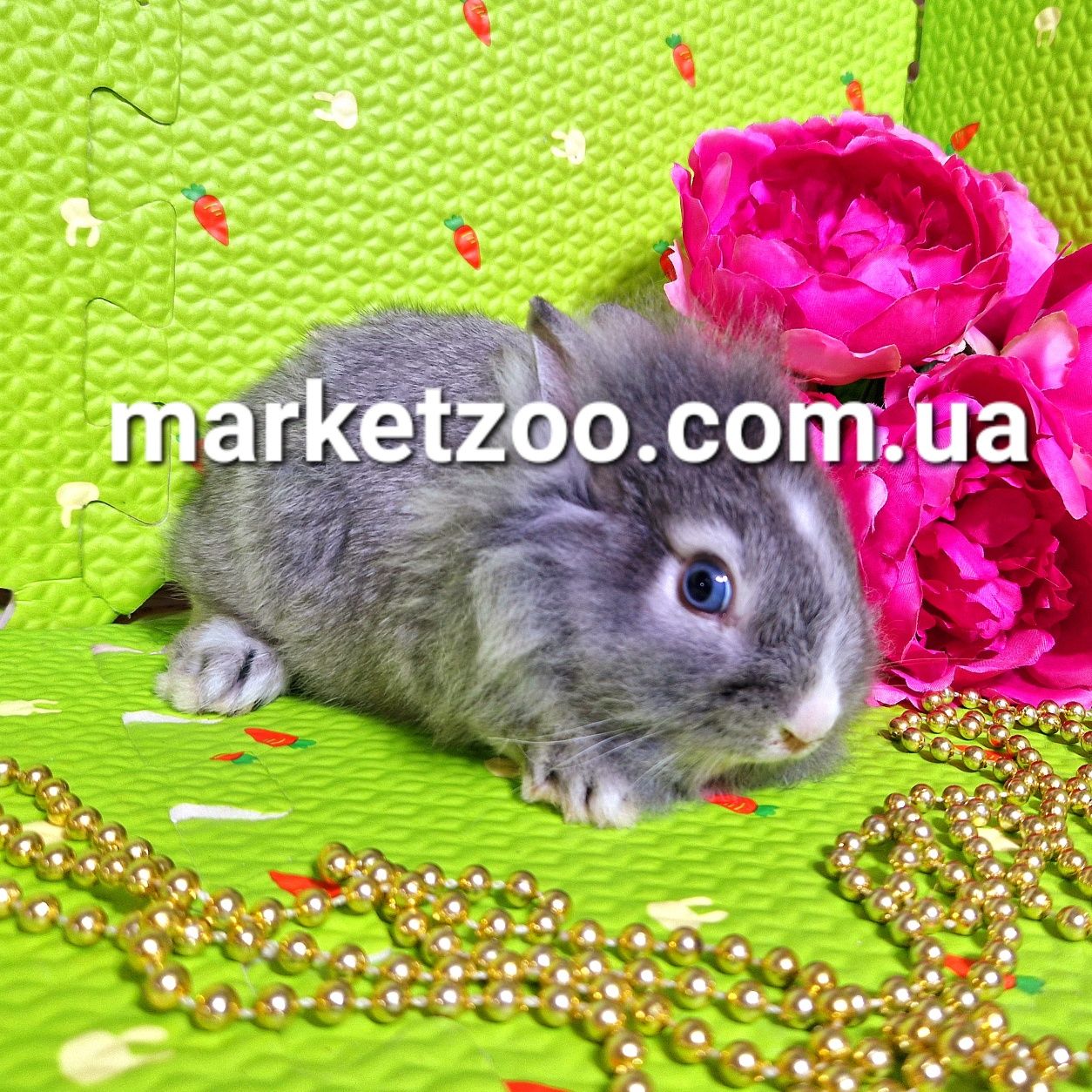 Мини міні mini lionhead карликовые кролики карликові