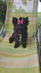 Yorkshire terrier black suczka