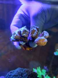 Caulastrea Mint koralowce akwarium morskie
