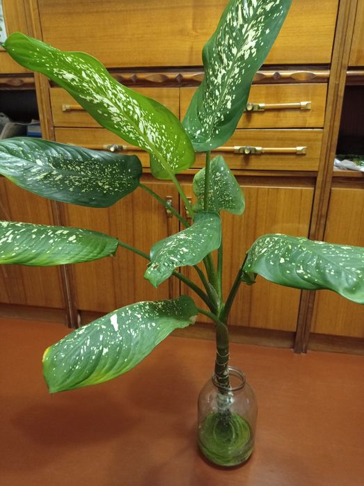 Дифенбахия пятнистая