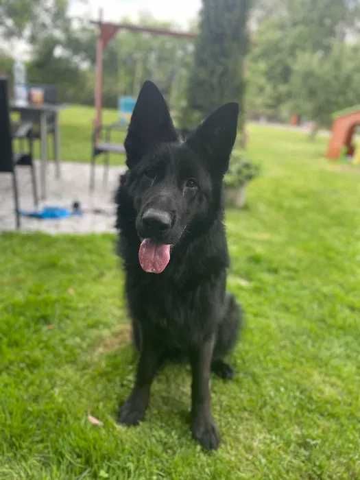 Szkolenie psów / behawiorysta / petsitter / Trener psów / Śląsk