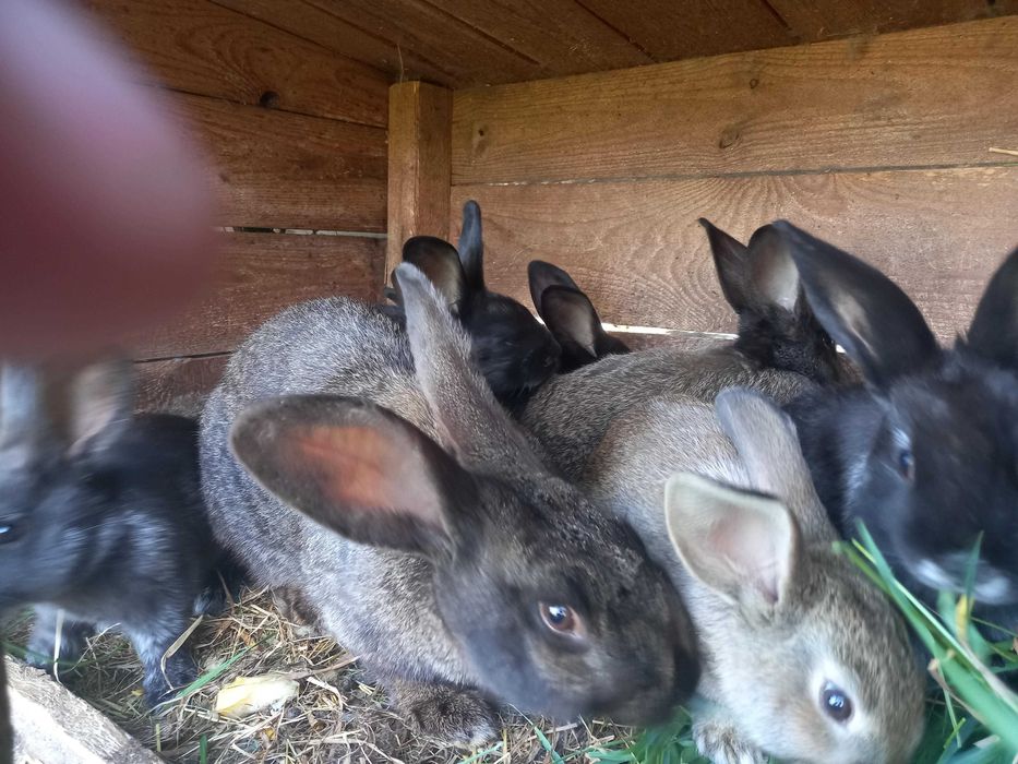 Sprzedam młode   króliki   gotowe do  samodzielnej hodowli .