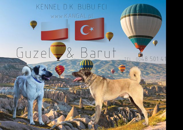 Kangal  import Turcja. Hodowla D.K.BUBU FCI.