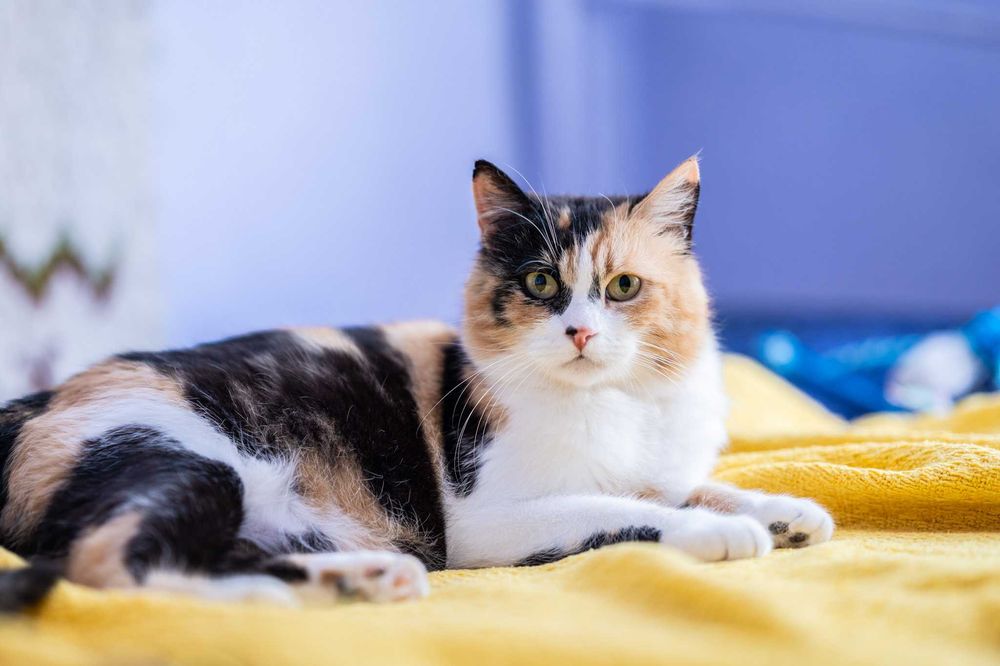 Chanel przepiękna 10 miesięczna kotka do adopcji