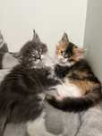 Kotki Maine Coon