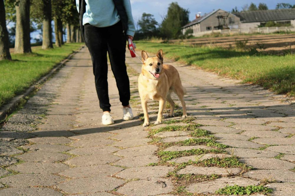 Gwizdek czeka na adopcje