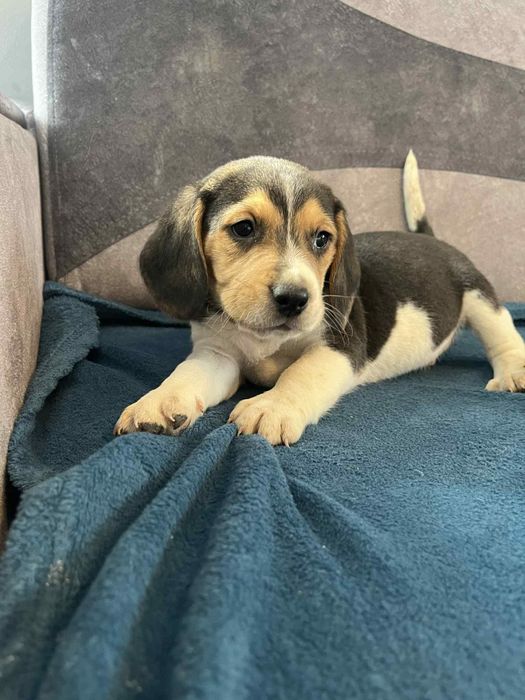 Szczeniak Beagle tricolor