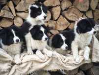 Border collie samiec