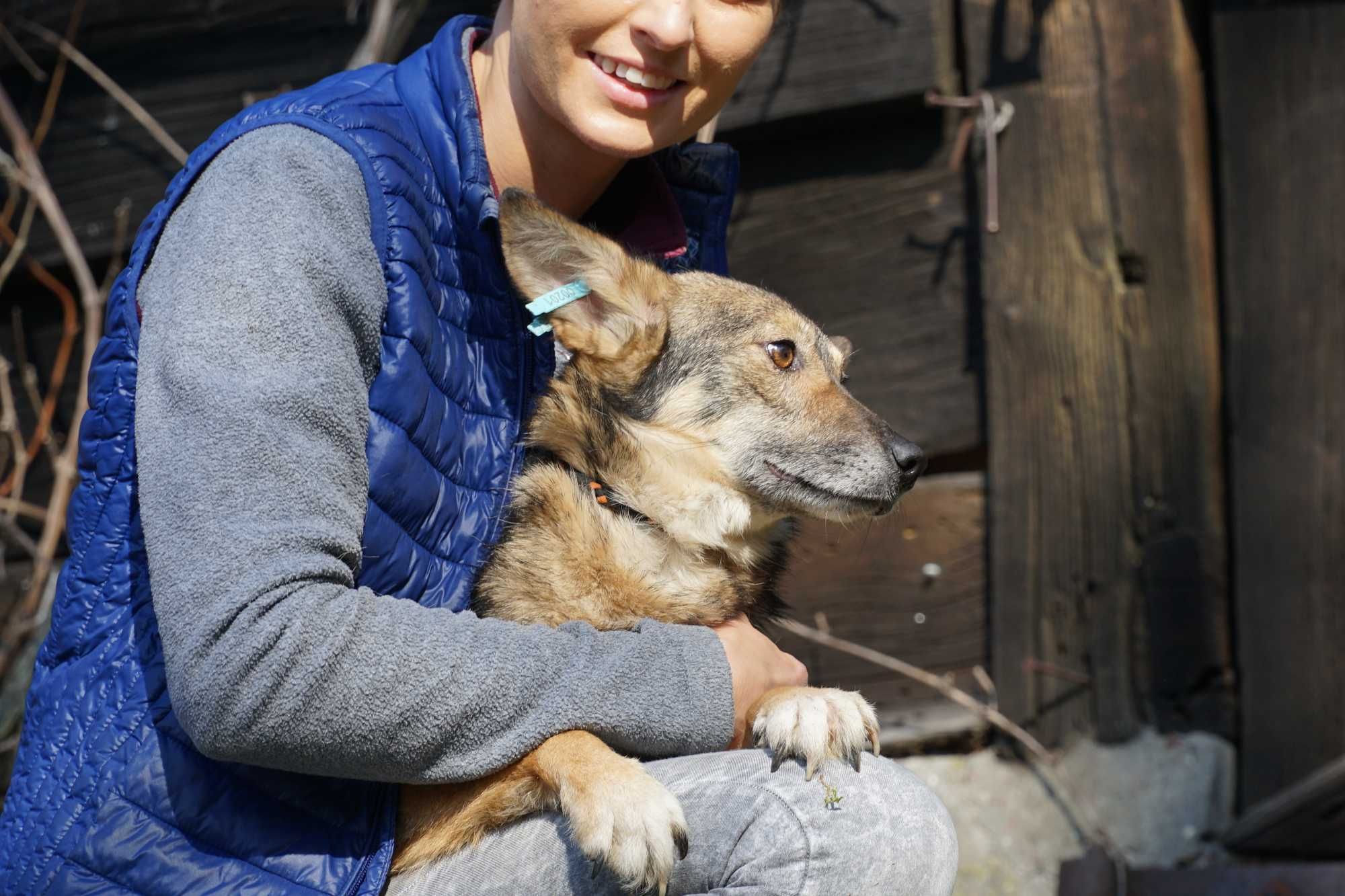 Ruda - suczka z Ukrainy szuka domu