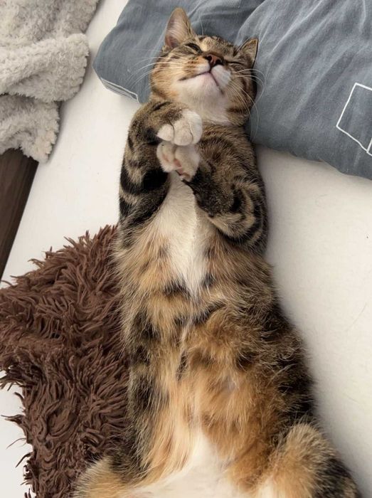 Zaginął kot z krzywą łapką TITO