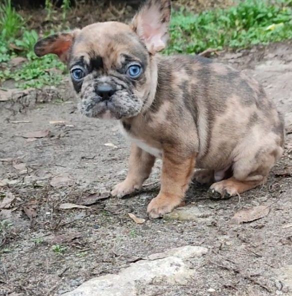 Красавчик мерле с голубыми глазами