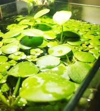 Plantas aquário - Frogbite, Vallisneria nana, Java fern, musgos