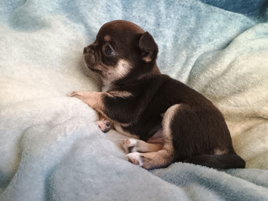 Chihuahua krótkowłosa suczka tricolor ZKwP FCI