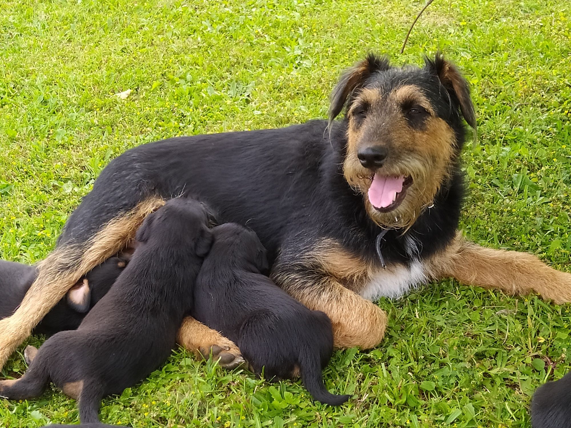 Terrier Niemiecki oddam w dobre ręce