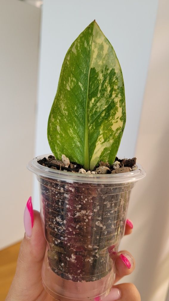 Zamioculcas aurea