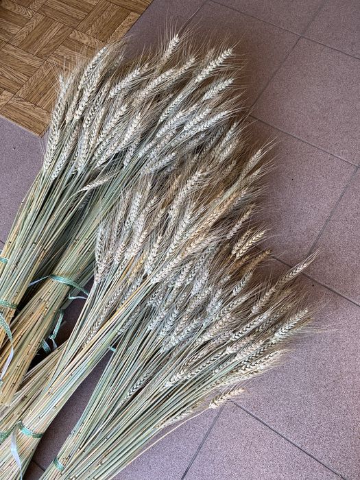 Колоски пшениці.