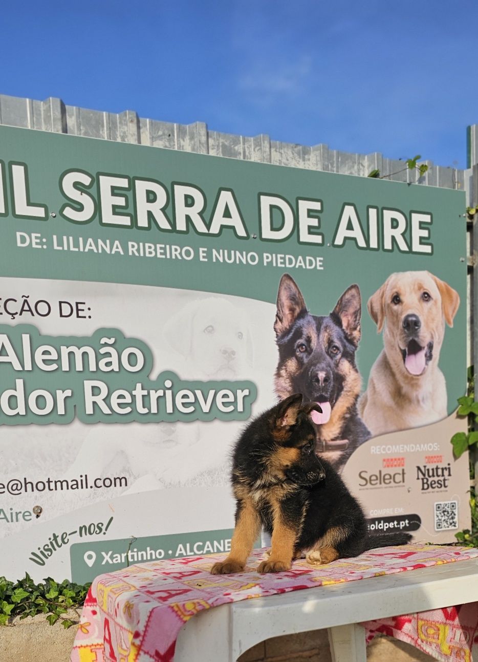 Pastor alemão   com pedigre