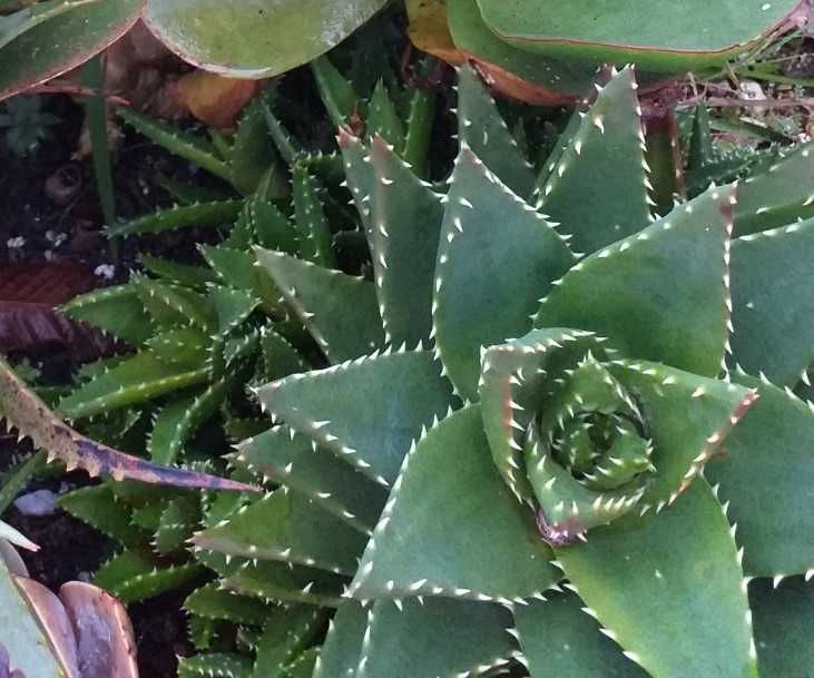 Plantas de Aloe nobilis