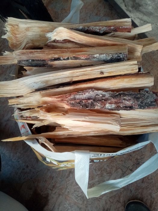 Rozpałka Sosnowa szczypa