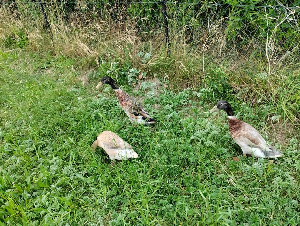 Kaczki biegusy roczne 3 sztuki