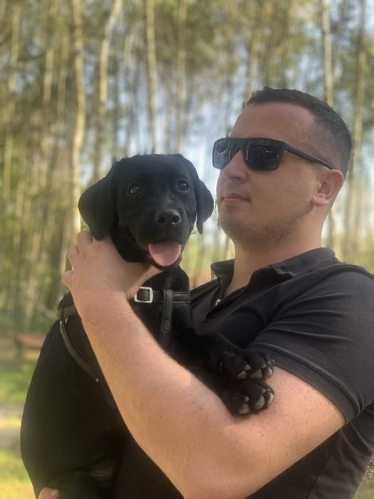 Лабрадор 4 місяці дівчинка «Муза»