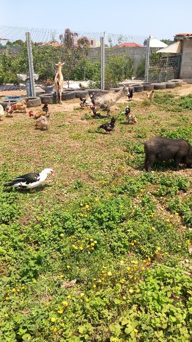 Pato caseiro criado no campo
