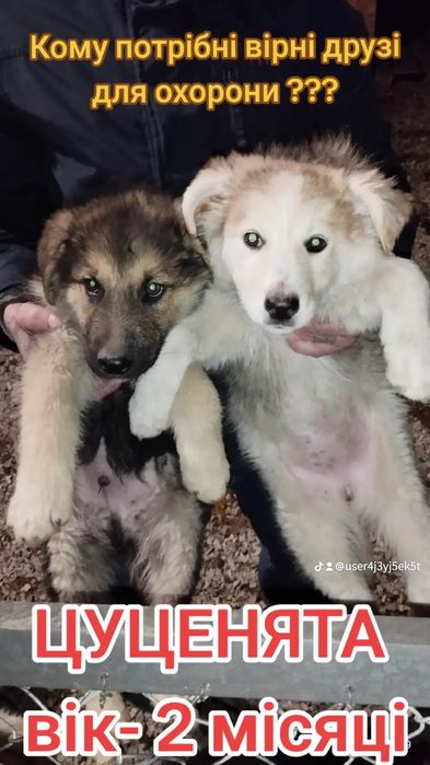 Цуценята вік 2місяці в добрі руки (для охорони)