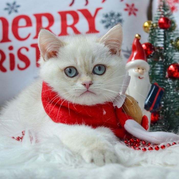 Котик золотий колор поінт