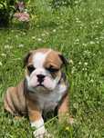 Buldog angielski Fci samiec