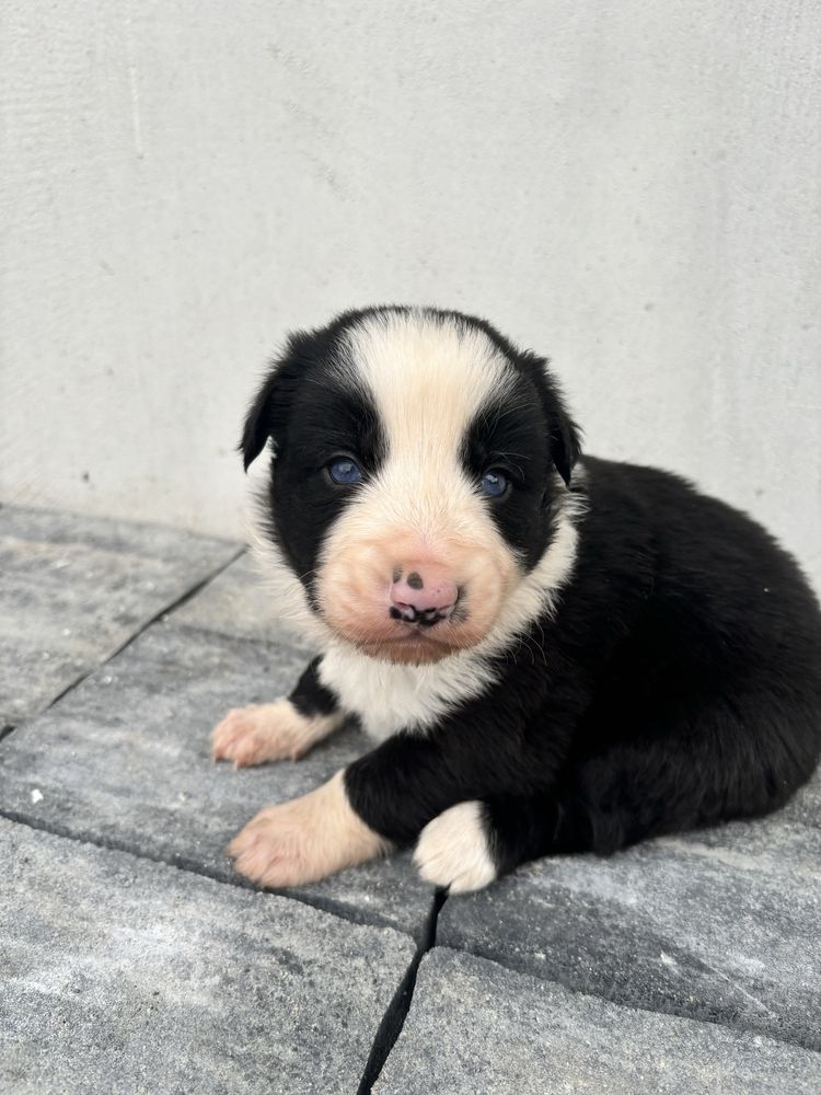 Piesek border collie gotowy do odbioru