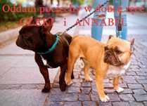Buldog francuski oddam