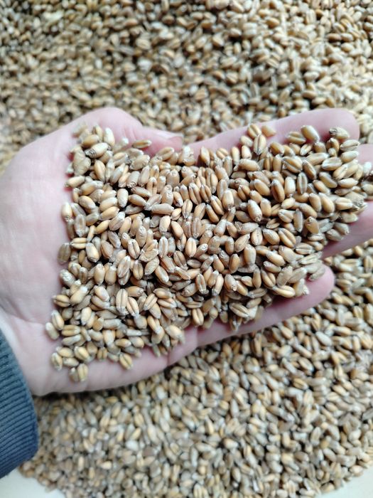 Pszenica jara AURA (przewódka )