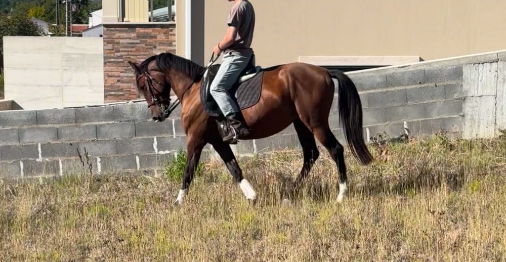 Cavalo cruzado com 6 anos