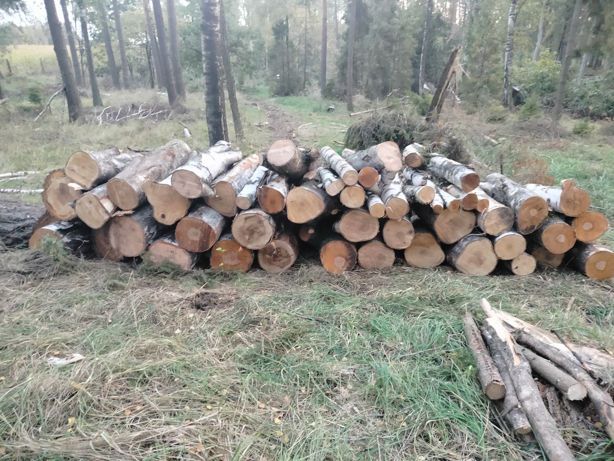 Drewno kominkowe. Opałowe gałęziówka  dąb brzoza sosna