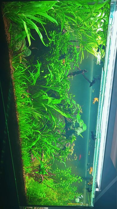Plantas e peixes para troca