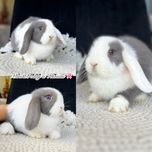 MINI LOP - króliki rasowe z hodowli (miniaturki)