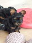 Baggy i Bobi Yorkshire Terrier