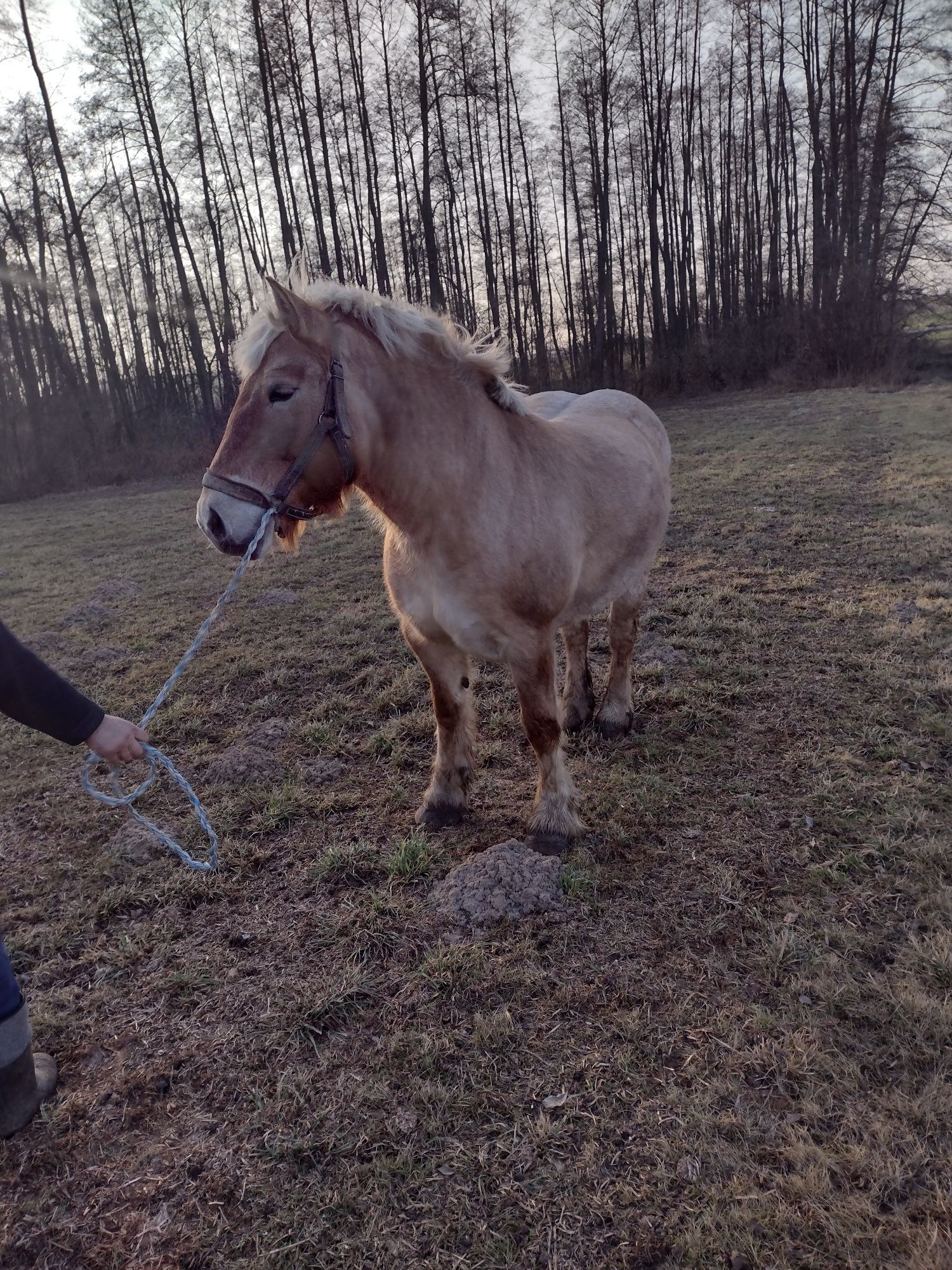 Sprzedam klacz zimnokrwista księga główna