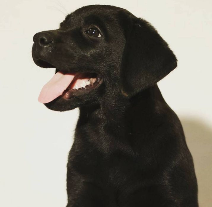 Щенки лабрадор ретривер