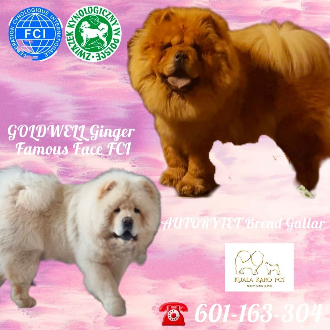 Szczeniak chow chow samiec ZKWP FCI