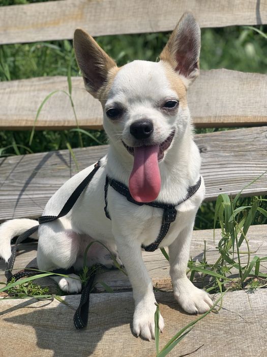 Самець чіхуахуа шукає наречену ( в'язка вязка чихуахуа)