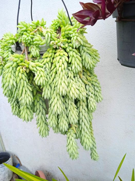 Vendo vasos bonitos para decoração da sua casa, exterior e interior.
