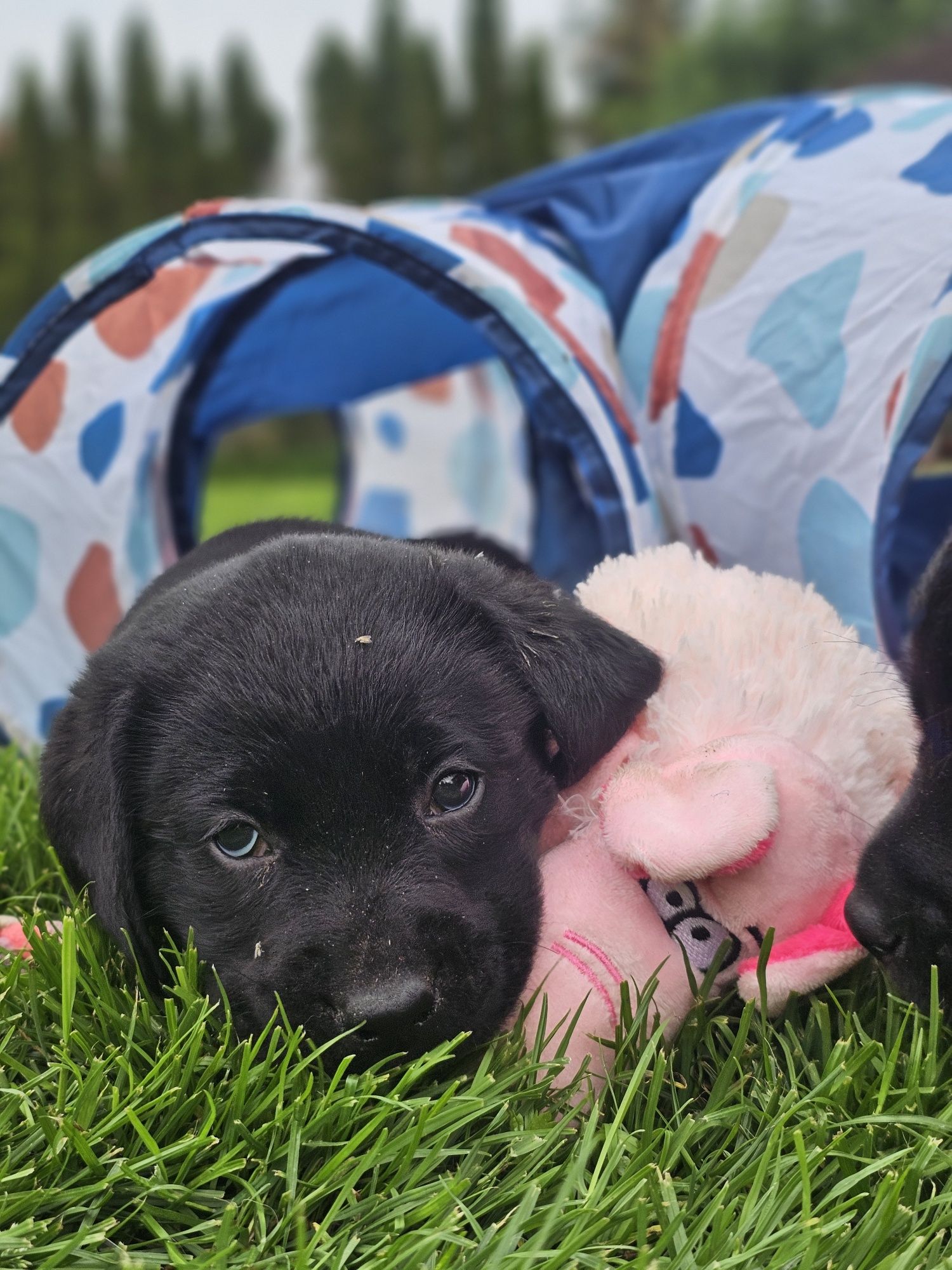 Labrador retriever szczenię