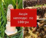 Неплідні матки Бакфаст 100грн