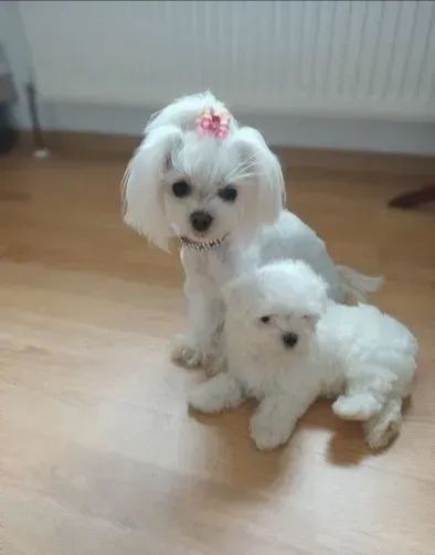 Xs Maltańczyk mini typ korea drobna laleczka