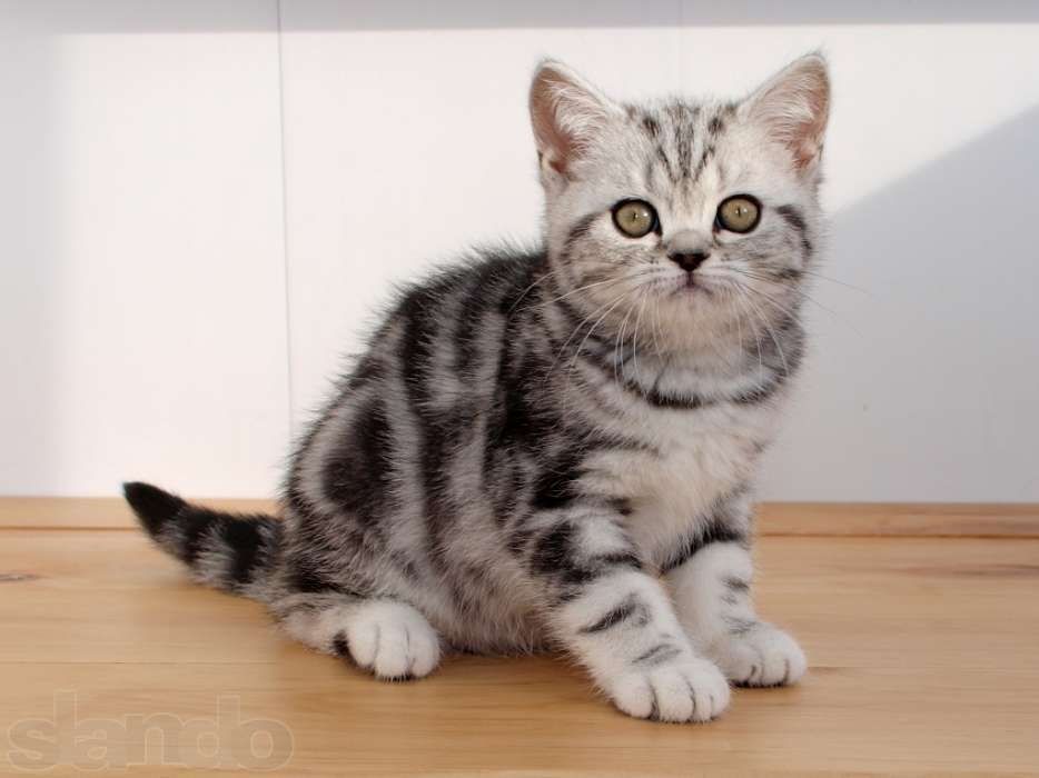 Віскас мраморна котятка супер преміум кошенята